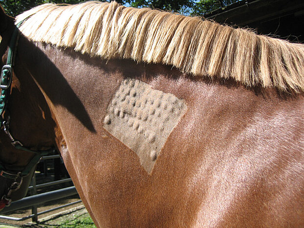 Intrakutaner Allergietest beim Pferd