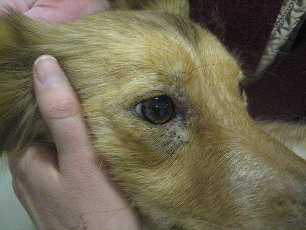 Leishmaniose um das Auge