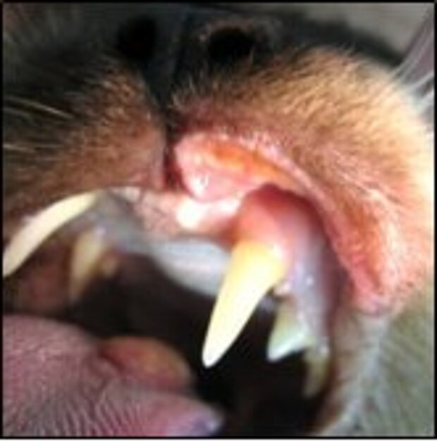 Indolenter Ulkus der Lippe