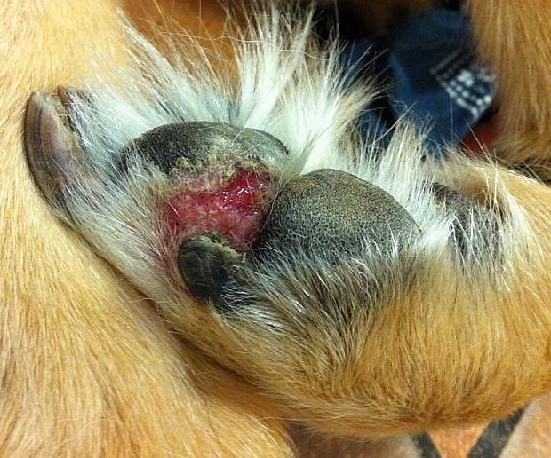 Pfotenballen Leishmaniose